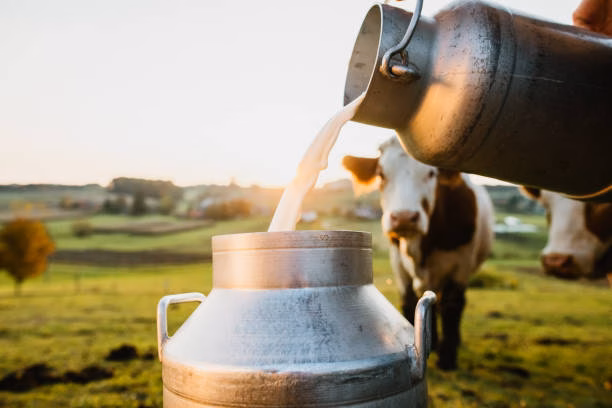 close up of raw milk being poured into container with cows in background